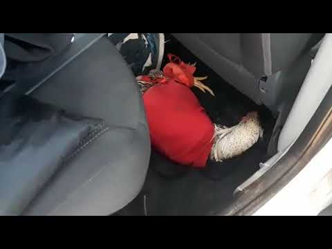 PRF apreende 08 galos de briga em rodovia goiana