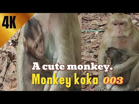 { Monkey Koka  }4K HDR Monkey Business - Life of Monkeys