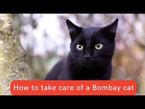 How to take care of a Bombay cat Updated 2021 || Bombay cat care