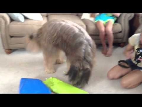 Norman's Birthday part 1