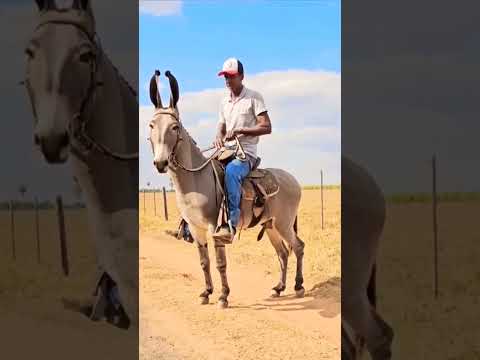 #horse #cattle rancher #horses #playvaquejada #horse #walkers #horseback riding #vaquejada #farm ...
