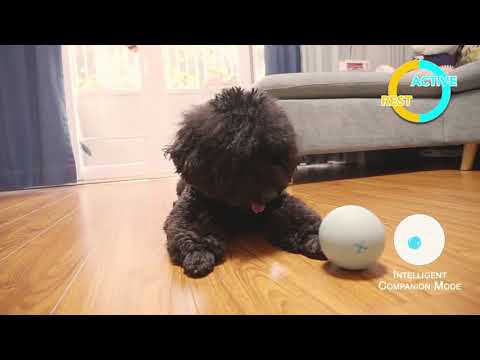 Video â€“ Cani e Gatti felici con questo Giocattolo che ha raccolto 1,2 milioni su Kickstarter