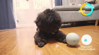 Wicked Ball: Interactive Pet Toy (Yellow)