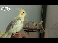 Suara Siulan Suka Hati Untuk Masteran Burung Falk Step 1