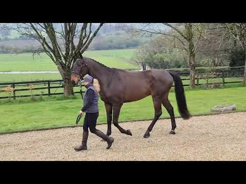BP Majestic - Loose jumping and in hand
