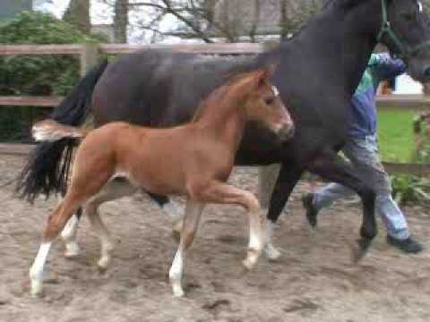 www.reitschule-sandbrink.de foal Fidertanz / De Niro / Rubinstein