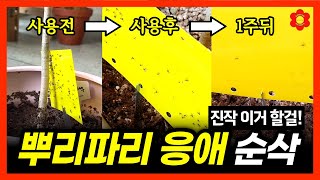 (살충제, 농약없이) 여름 해충 순식간에 없애는 방법ㅣ뿌리파리, 응애, 총채벌레 유충까지 다없애는 비결ㅣ직접…