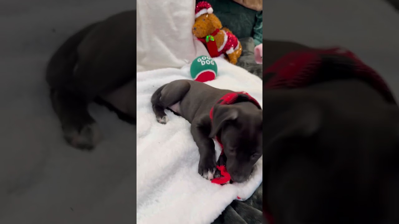 Nyx, a ADOPTABLE mixed breed in Park Forest, IL video 6/6