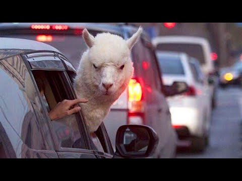 La meilleure vidéo humoristique de la semaine sur les animaux