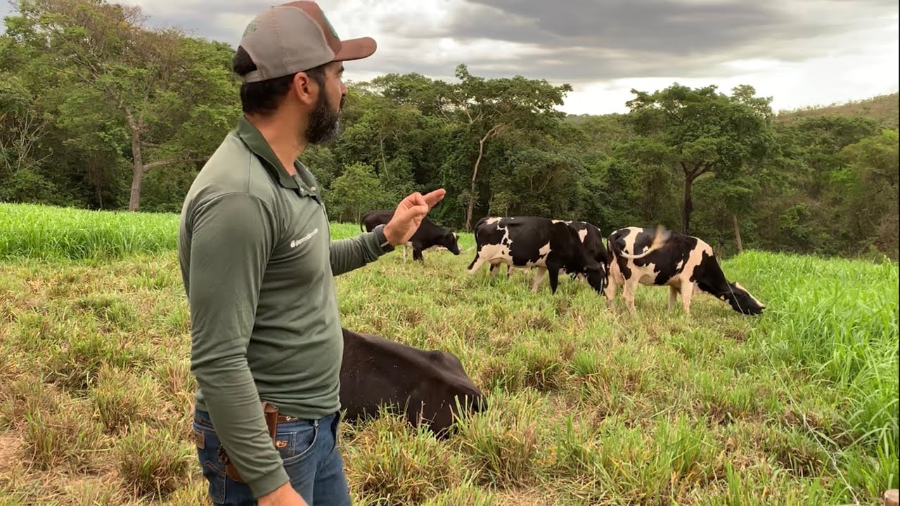 OITO VACAS EM APENAS 400 m2 | ELAS ENCHEM A BARRIGA E AINDA SOBRA PASTO | É A LAVOURA DE PASTO 📟