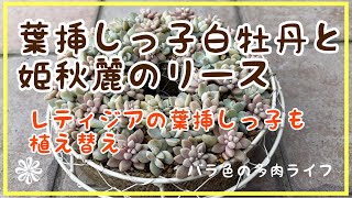 【多肉植物】【ガーデニング】葉挿しっ子白牡丹と姫秋麗のリース　葉挿しっ子レティジアの植え替え