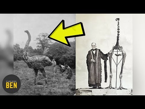 download lagu mp3 mp4 Animales Extintos, download lagu Animales Extintos gratis, unduh video klip Animales Extintos