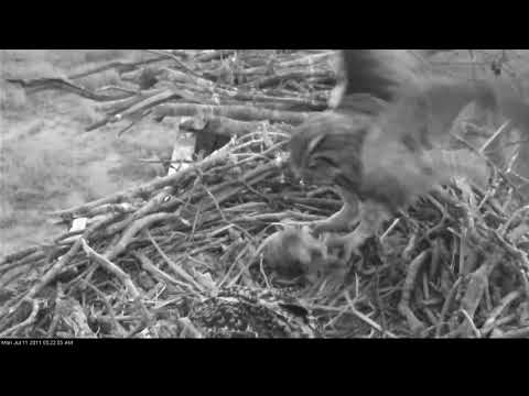Great Horned Owl Robs Osprey Nest