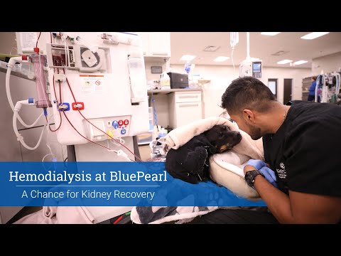 Hemodialysis for Pets - BluePearl Pet Hospital Hemodialysis for Pets - BluePearl Pet Hospital