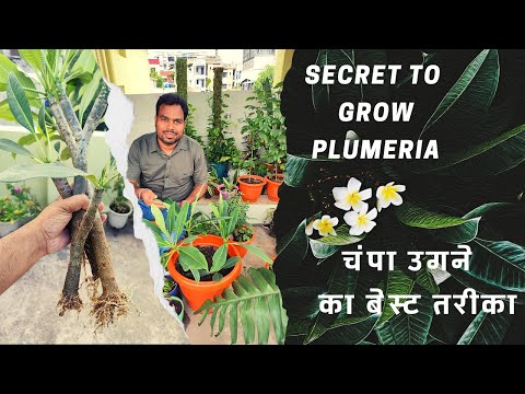 , title : 'चंपा उगने का बेस्ट तरीका | Secret to Grow Plumeria #champa, #plumeria, #Cuttings'