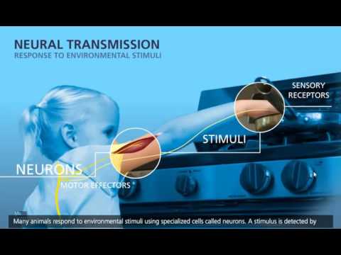 download lagu mp3 mp4 Neural Transmission, download mp3 Neural Transmission free download mp3, download mp3 Neural Transmission