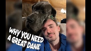 Why You Need a Great Dane