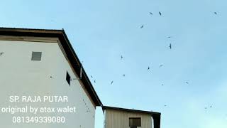 Download lagu SP. RAJA PUTAR sedot burung tetangga mp3