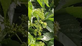 Download lagu Yellow pollen of a Virginia creeper mp3