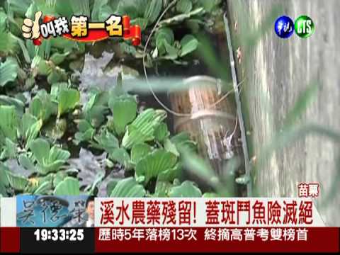 全台唯一! 成功復育"蓋斑鬥魚"