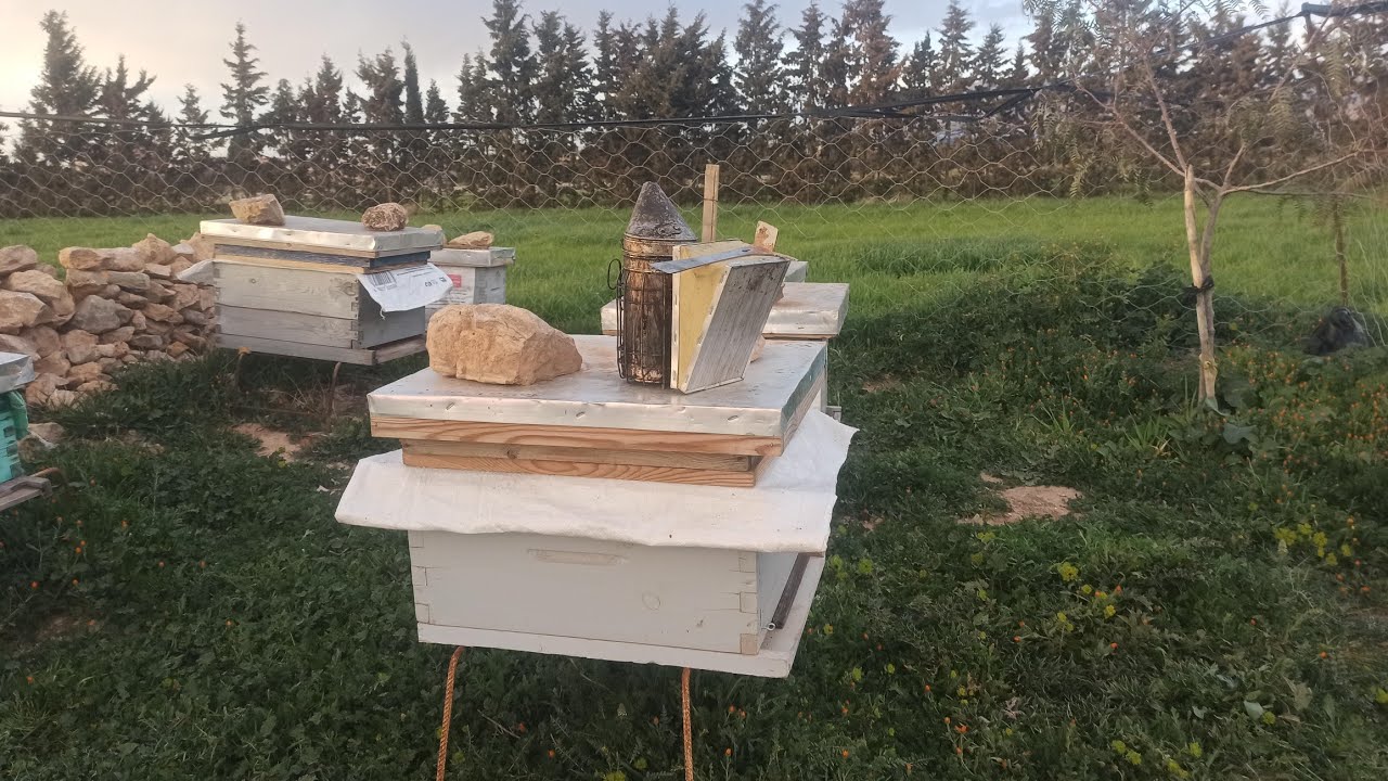 النحل يتطور بسرعة البرق #الجزائر ما شاء الله 2026/06/07