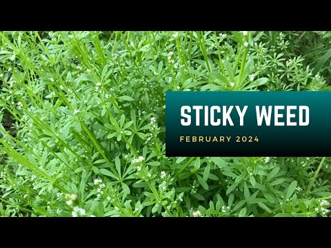 Sticky Weed | Plant of the Month