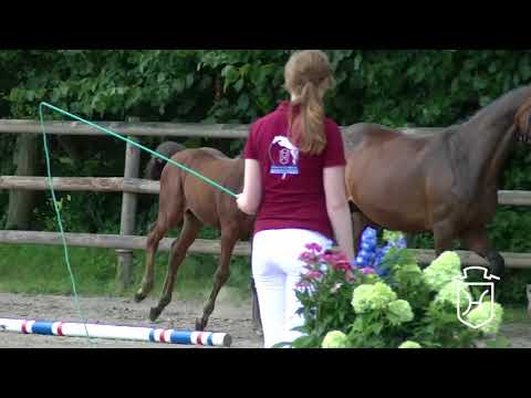 RD132 Stutfohlen von I'm Special de Muze   Clearway   Corrado I