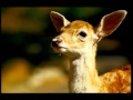 PlayStation 2 Advert Bambi 2001 20YearsOfPlay