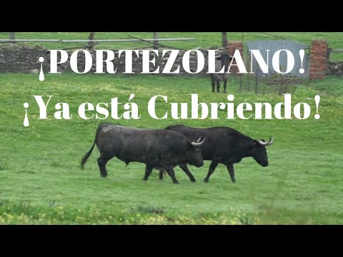 ⭐️¿TE IMAGINAS?¡PORTEZOLANO!¡Ya está Cubriendo sus Vacas!Toro de Lidia Semental de Victorino Martin
