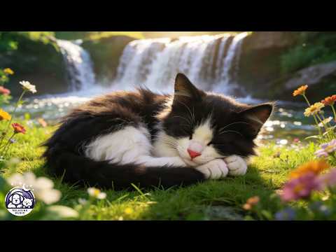 The Ultimate Calming Guide to Stopping Your Cat’s Separation Anxiety Fast | NO ADS