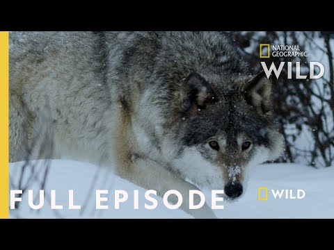 Land of Ice and Snow (Full Episode) | Wild Nordic