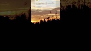 Download lagu Melepas Lajang #shorts #storywa #status #statusvideo mp3