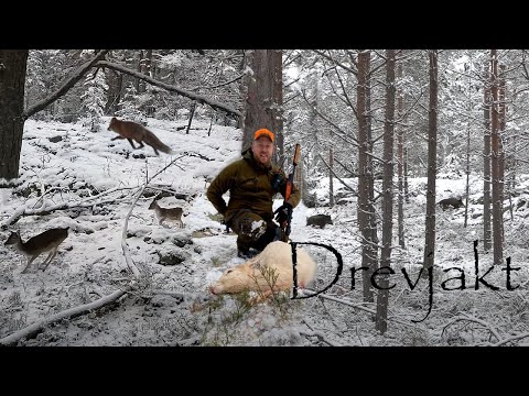 Drevjakt på viltrika marker i Västervik - Driven hunt on game-rich lands in Västervik