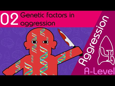 Genetic Explanations  - Aggression [AQA ALevel Psychology]