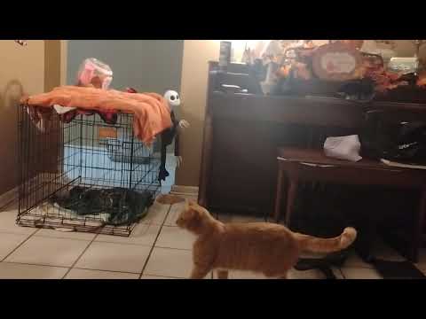 A cat was trying to steal a Jack skellington animatronic