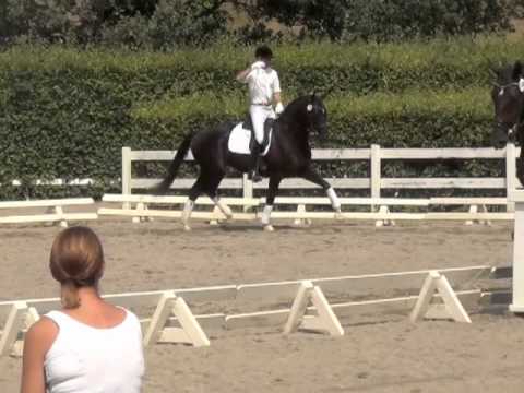 Feldrose First Selection