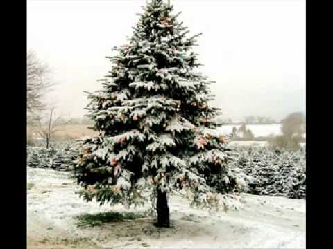 The Littlest Christmas Tree