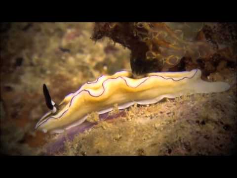 Id Submerged - Sea Slug