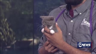Pet Adoption Wednesday