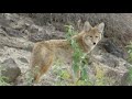 Coyotes suspected in rising pet disappearances in Draper