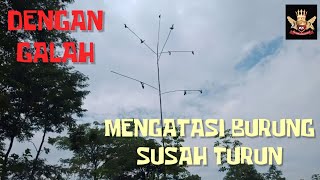 Download lagu Mikat Burung Menggunakan Galah Bambu || Efektif Mengatasi Burung Susah Turun & Tidak Mau Mendekat mp3