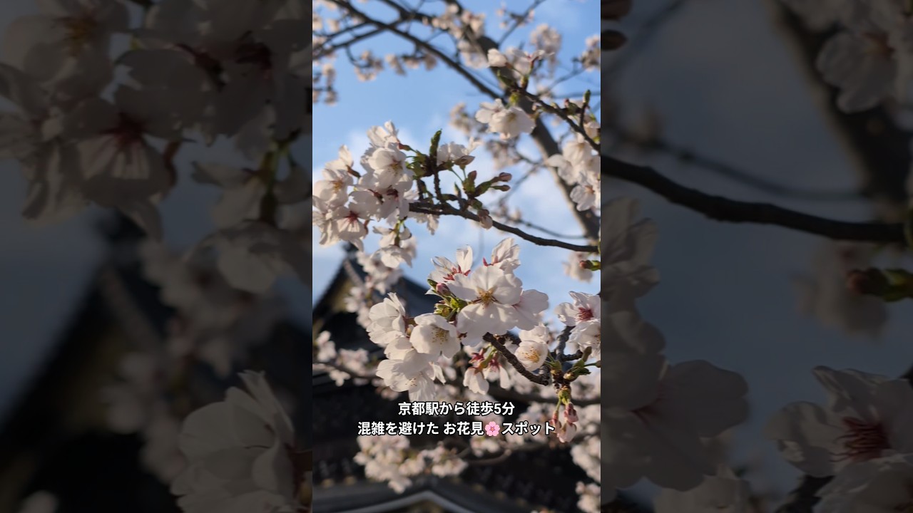 混雑を避けた桜🌸お花見スポット 東本願寺 #japan #kyoto