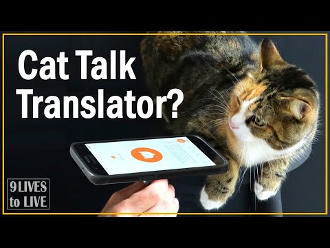 What is my cat saying? Meow Talk App Review