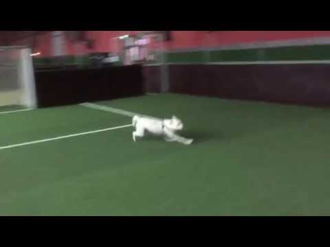 Shadow &  Das Wunder von Essen ❤️❤️❤️