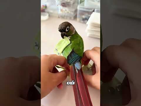 Cách Thông Minh Nhất Để Vẹt Bay Trong Nhà