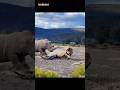 Rhino Lethal Strike: Lion Falls Victim 😱