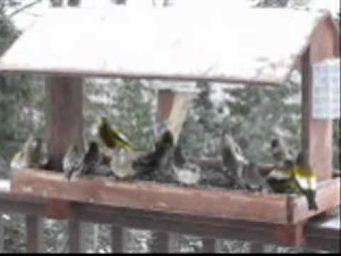 Evening Grosbeaks