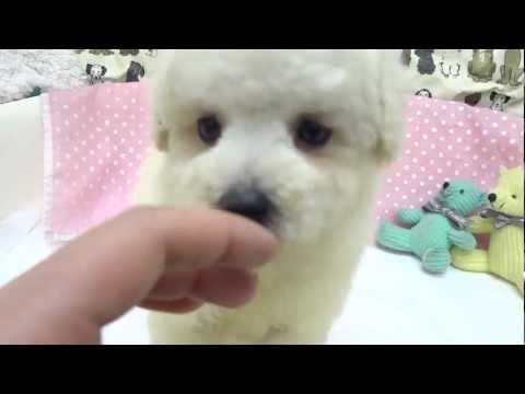 130228-3 トイプードル　ホワイト（クリーム）　♂　1/17生　（2/25撮影）