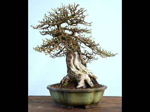 Bonsai Larch - Spring Pruning for Balance by Graham Potter