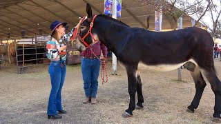 ANASTACIO es el BURRO mas GRANDE de Mexico